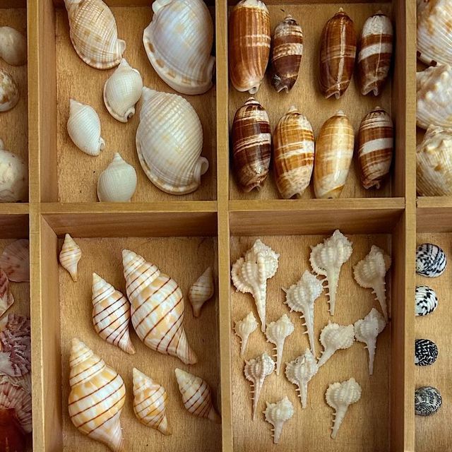 many sea shells are arranged in wooden boxes