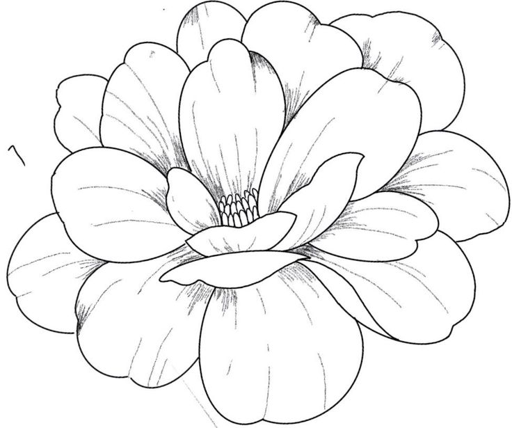 a drawing of a flower that is in black and white