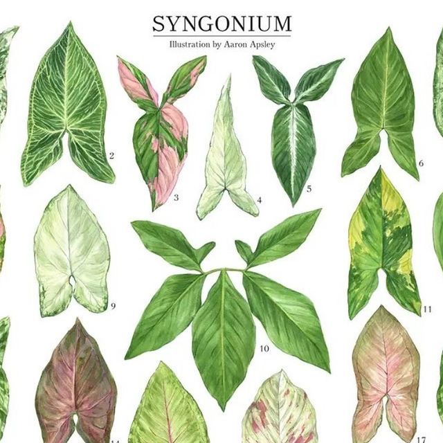 the different types of leaves are shown in this illustration, and each one has its own name