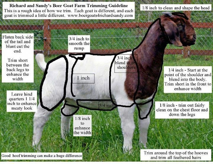 Boer Goat Breeding Chart