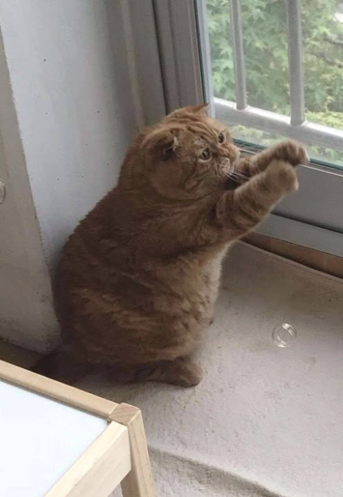 a cat sitting on its hind legs and pawing at a window sill with it's front paws in the air