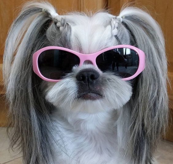 a small dog wearing pink sunglasses on top of it's head and looking at the camera