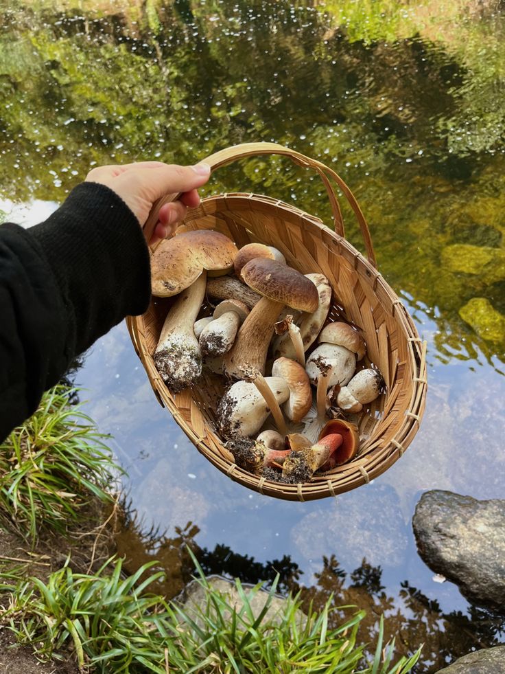 a person holding a basket full of mushrooms by the water's edge with grass and rocks in the background