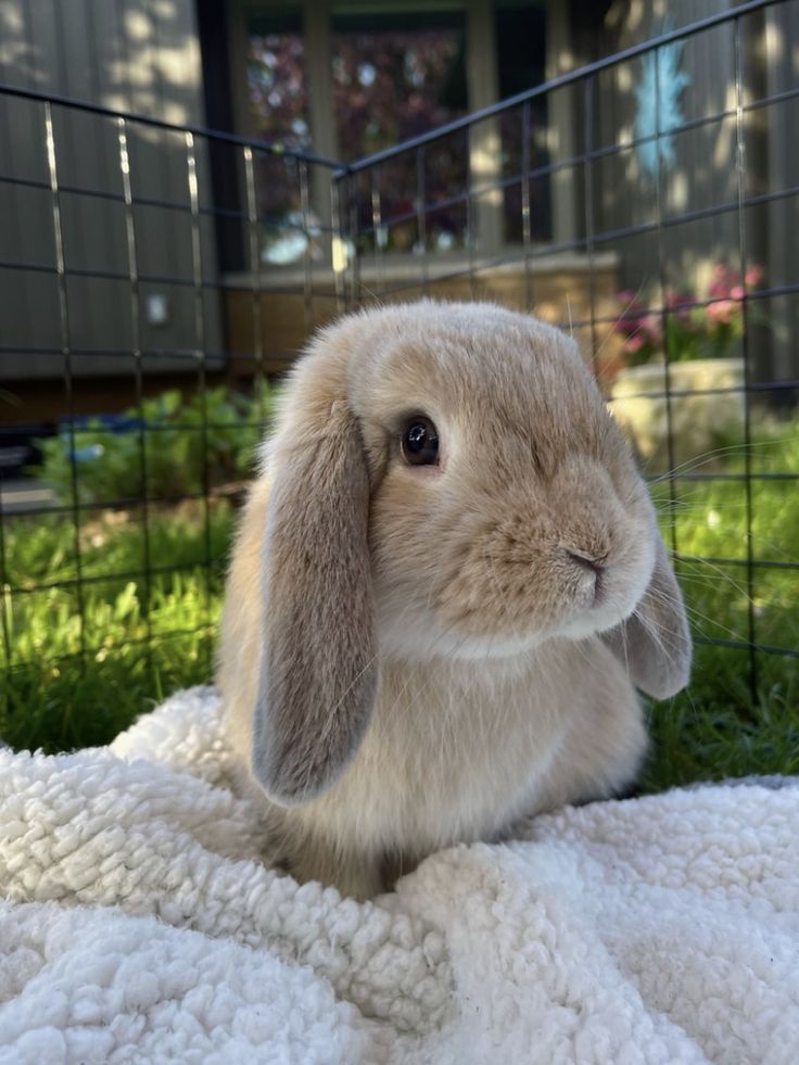 a small rabbit sitting on top of a blanket