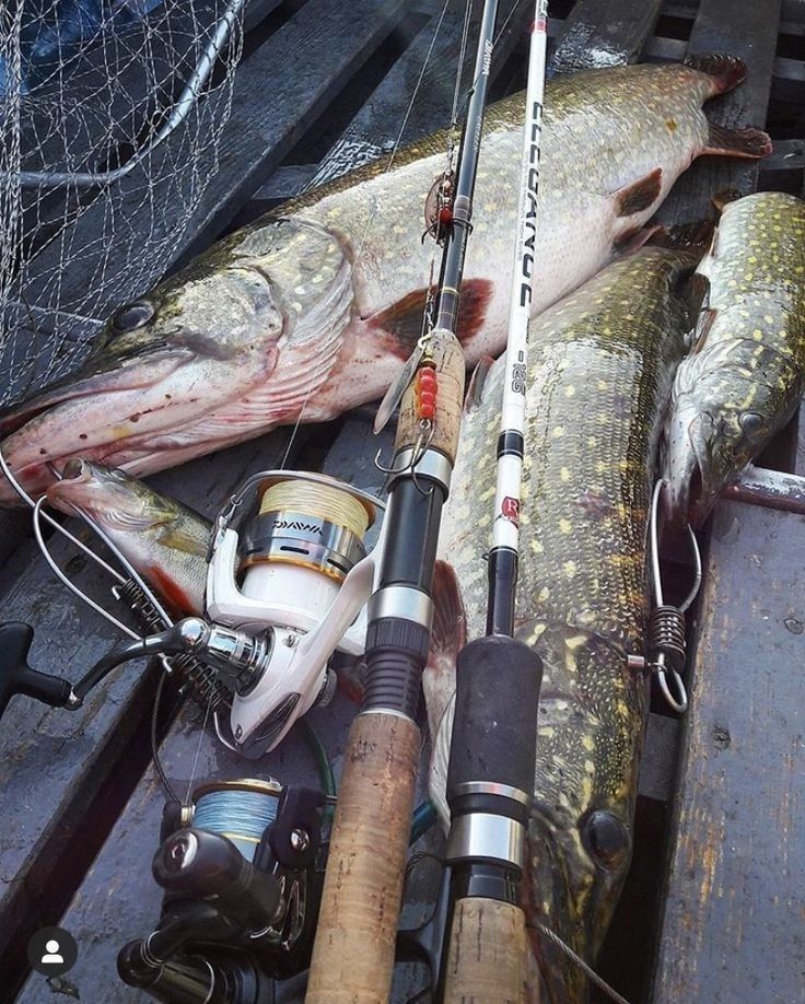 two large fish are hooked up to fishing rods