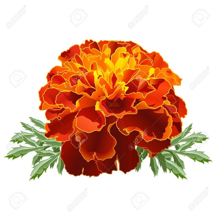 an orange flower with green leaves on it's side and the words small marjold