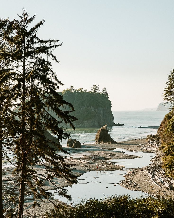 trees and rocks on the shore of a body of water