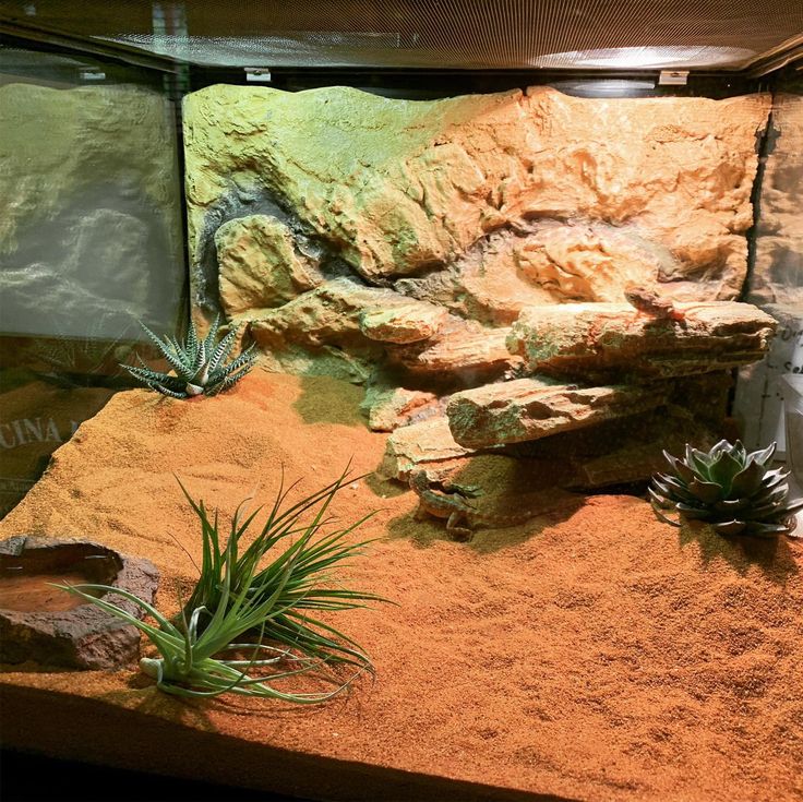 an aquarium with rocks and plants in it