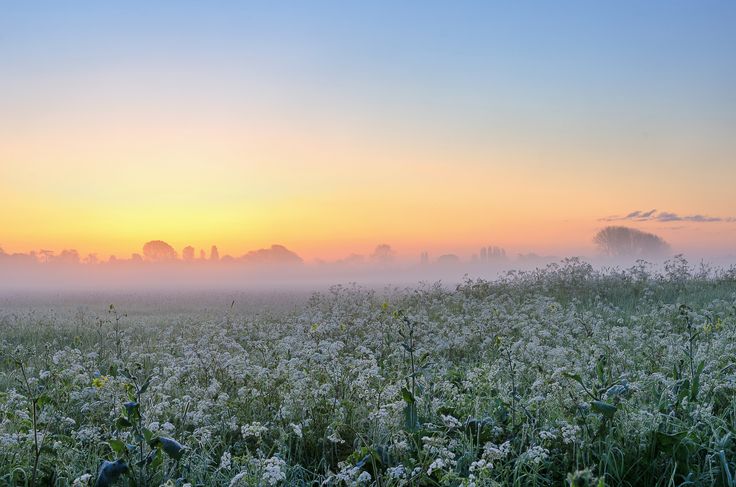 the sun is setting over a field full of wildflowers