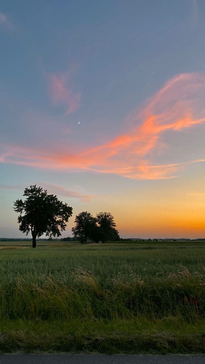 a lone tree stands in the middle of a field at sunset