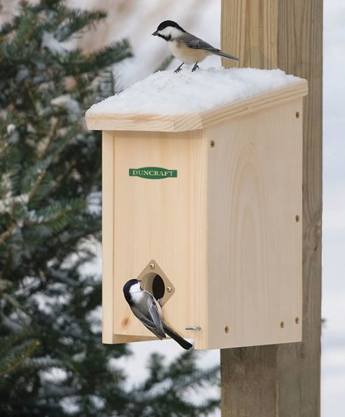 two birds sitting on top of a birdhouse in the snow next to a pine tree