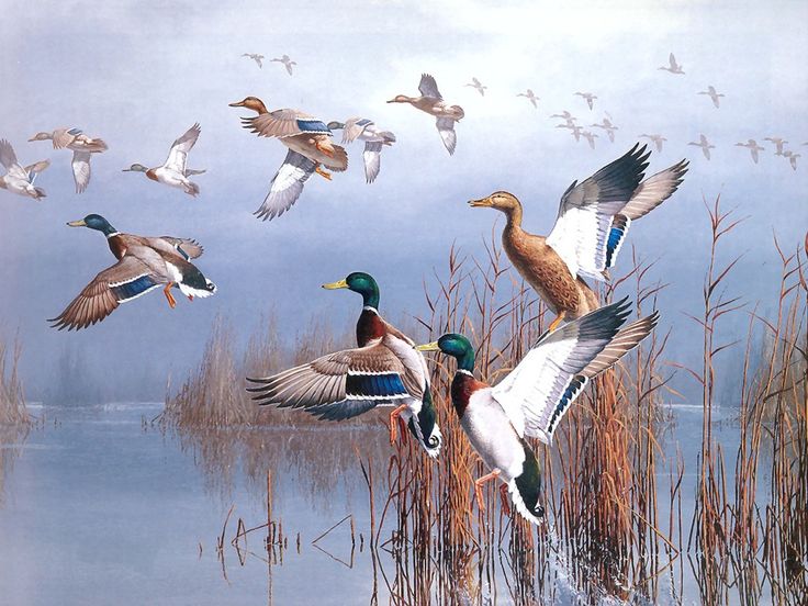 a painting of ducks flying over reeds in the water with other birds above them