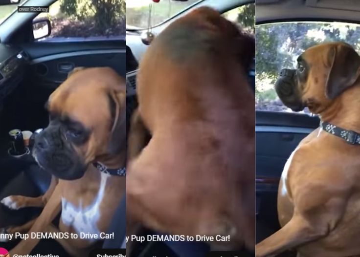 two dogs are sitting in the back seat of a car and one dog is standing on its hind legs