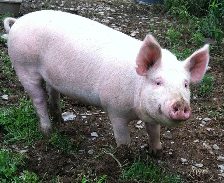 a small pig standing on top of a dirt and grass covered field next to trees