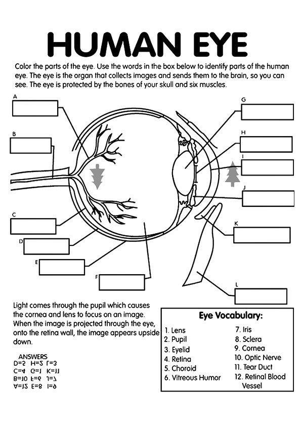 an eye diagram with the words human eye in black and white, on top of it