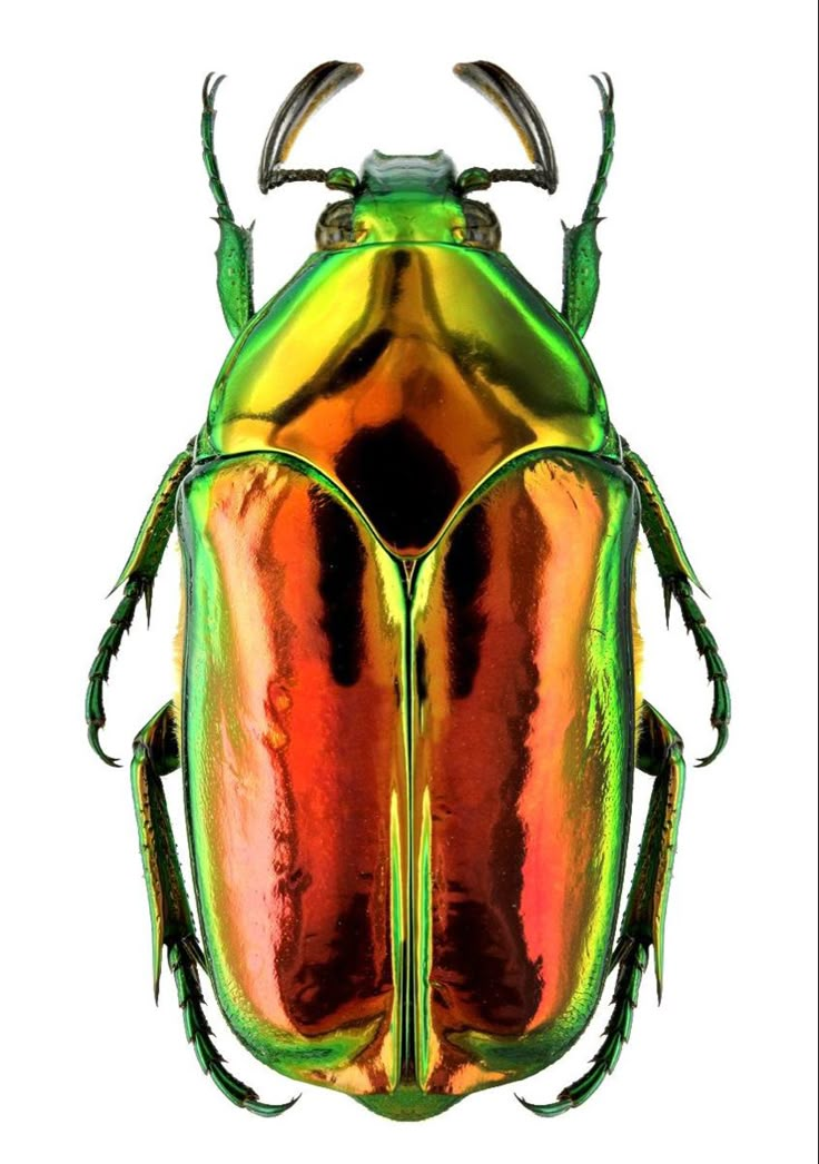 a shiny green and orange bug on a white background