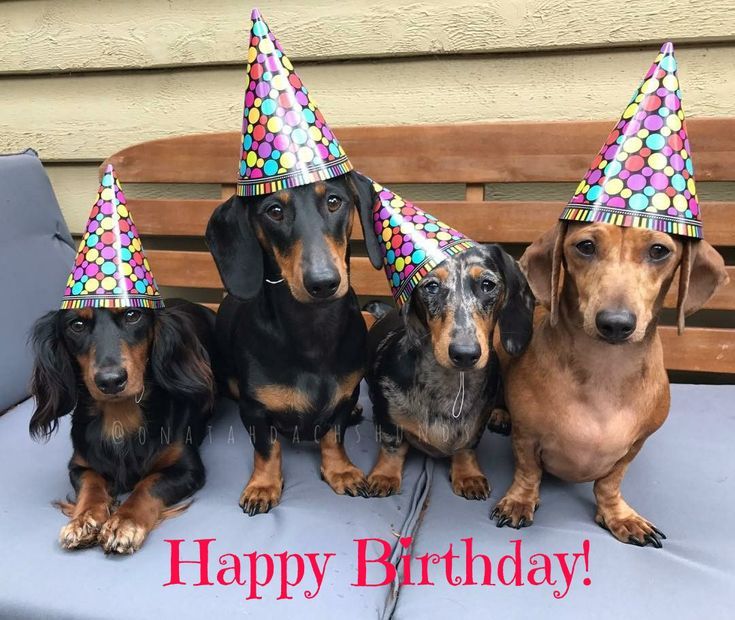 three dachshunds wearing party hats sitting on a bench