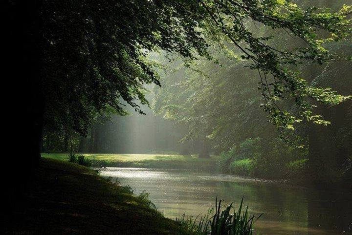 the sun shines through the trees and over the water