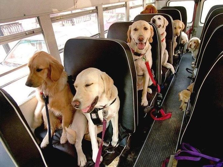 the dogs are sitting on the bus and waiting for their owner to take them home