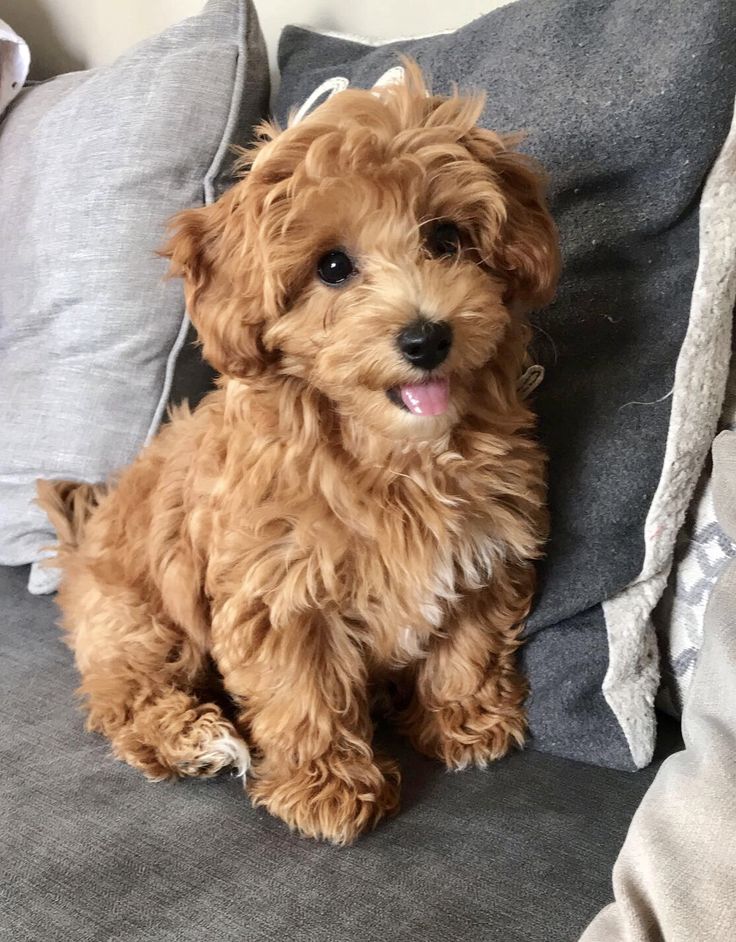 a small brown dog sitting on top of a couch