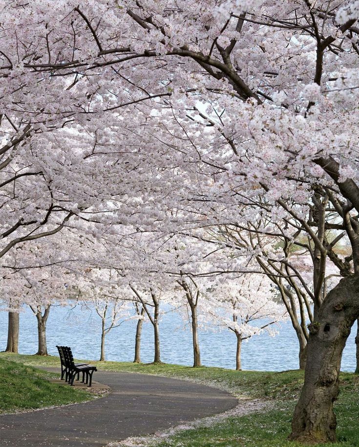 two park benches under cherry blossom trees on the side of a road next to water