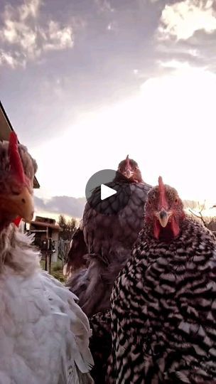 several chickens standing next to each other on the ground in front of a building and sky