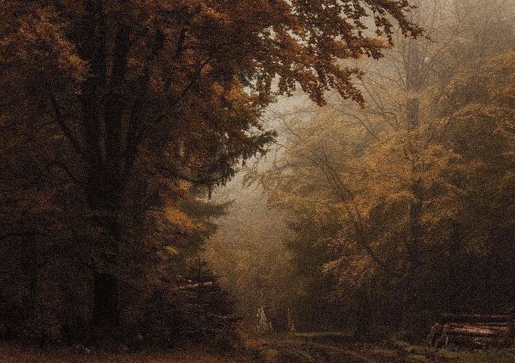 a bench sitting in the middle of a forest on a foggy day