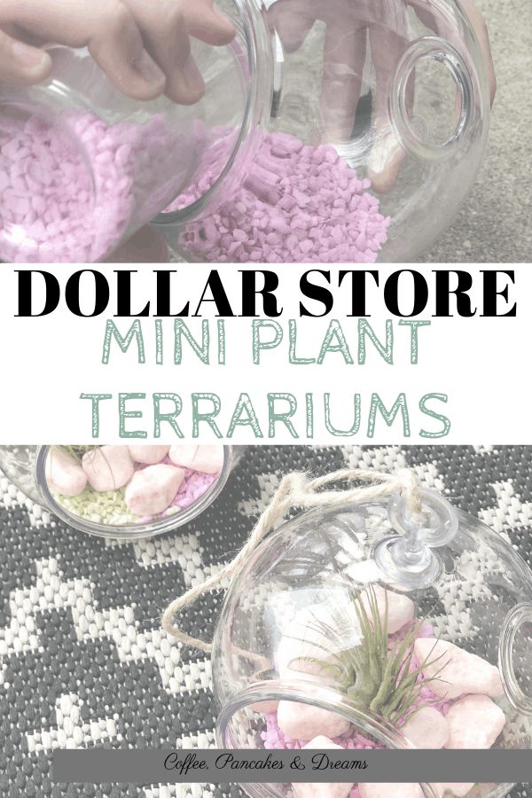 dollar store mini plant terrariums with text overlay that reads dollar store mini plant terrariums