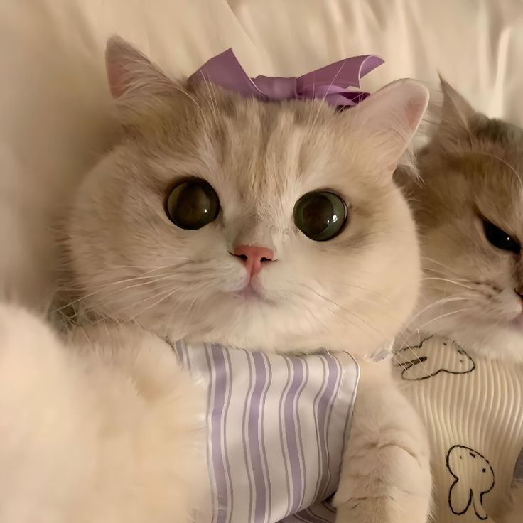 two cats laying next to each other on a bed with white sheets and purple bows