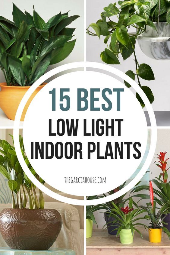 the best low light indoor plants to grow in your home or office, including houseplants and potted plants