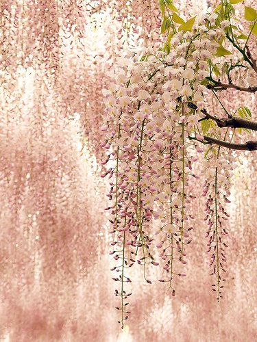 pink and white flowers hanging from a tree