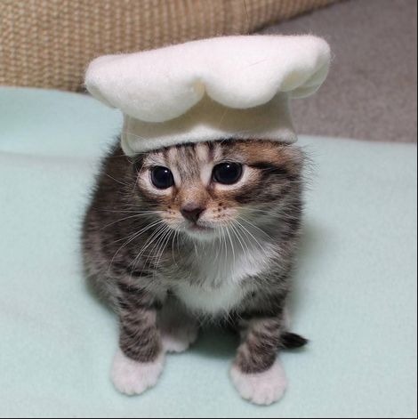 a small kitten wearing a white hat on top of it's head and eyes