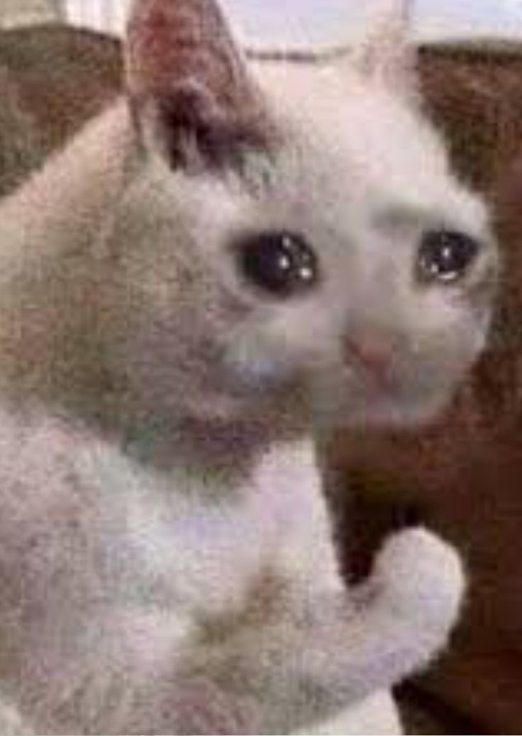 a white cat sitting on top of a couch next to a stuffed animal hand holding something in it's mouth