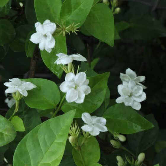 some white flowers and green leaves on a tree