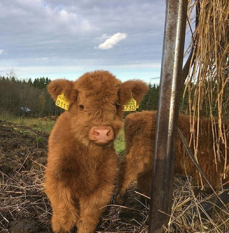 a brown cow standing next to a pile of hay