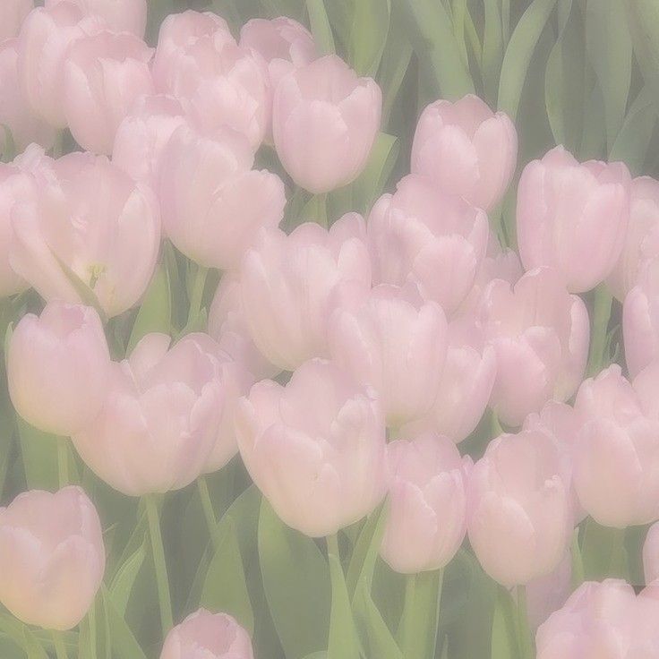 pink tulips are blooming in the garden