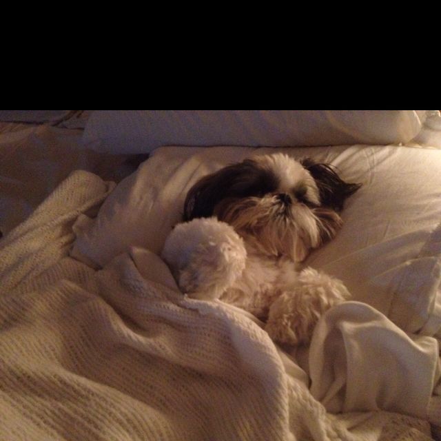 a small dog laying on top of a bed covered in white sheets and blankets with its head resting on a stuffed animal