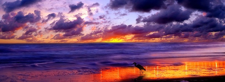 there is a bird standing on the beach in front of the ocean and clouds at sunset