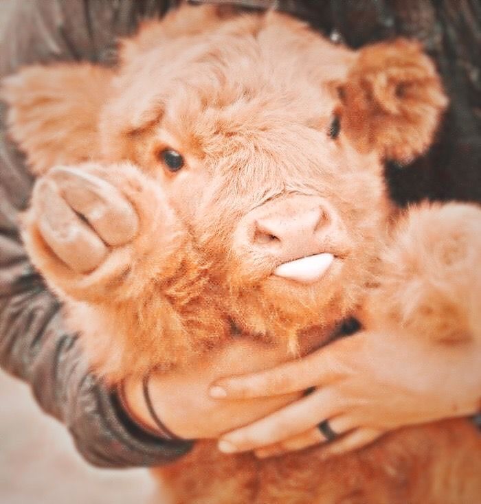 a man holding a baby cow in his arms