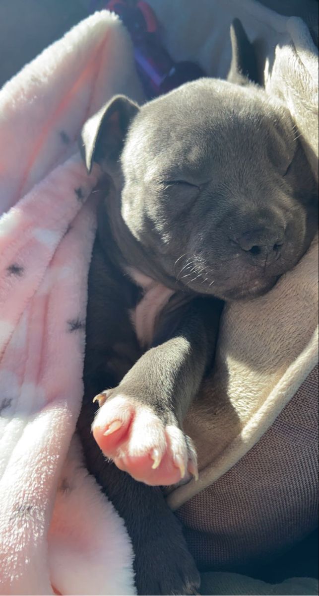 a small dog sleeping on top of a blanket