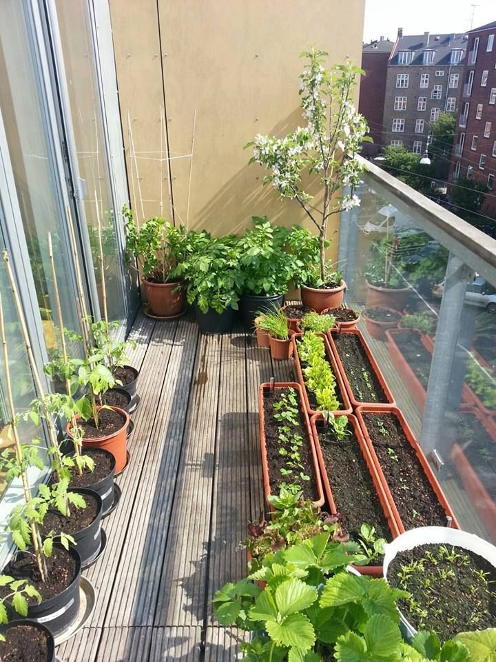 several potted plants are sitting on the outside of a building's roof terrace