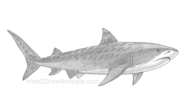 a pencil drawing of a shark