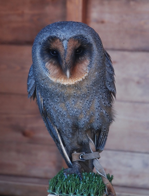 an owl sitting on top of a wooden table