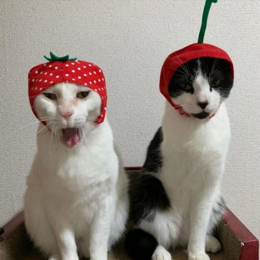 two black and white cats sitting on top of a table wearing hats with strawberries