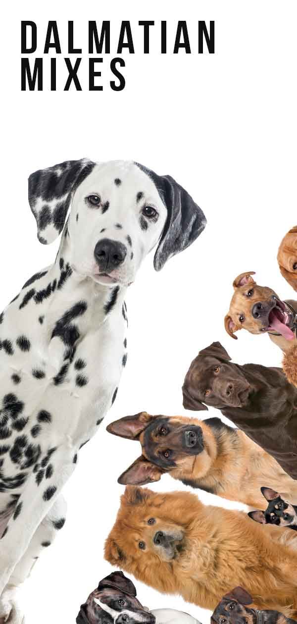 a dalmatian dog surrounded by many different dogs and puppies with the words dalmatian mixes above it