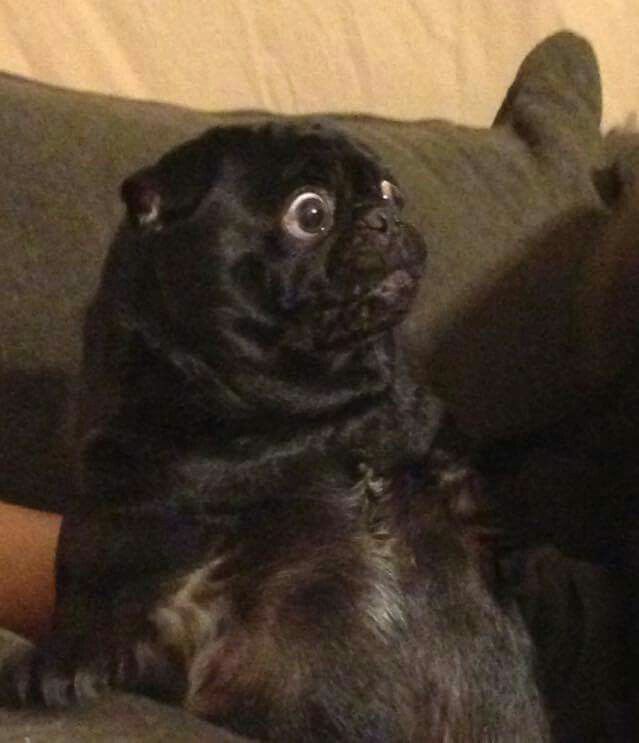 a black dog sitting on top of a couch next to a person's leg