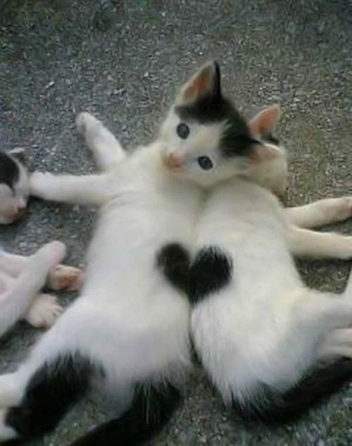 two kittens playing with each other on the ground in front of another cat that is laying down