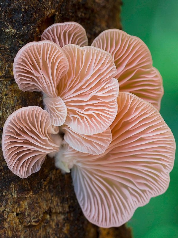 a group of mushrooms growing on the side of a tree