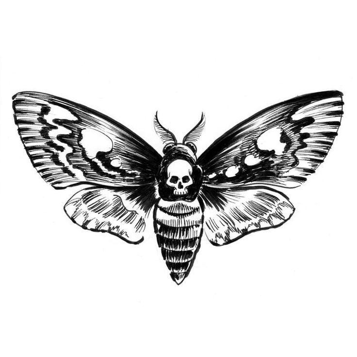 a black and white drawing of a moth