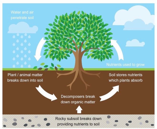 a diagram showing the process of soiling a tree with water and air in it